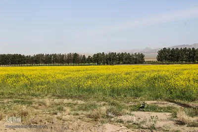 دشت کلزا، نقاشی زیبای طبیعت