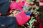 برداشت زرشک از باغات خراسان جنوبی
