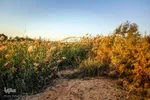 با کم شدن آب کارون ، نیزار ها فرصت برای رشد پیدا کرده اند.