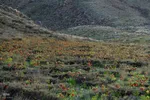 لاله‌های واژگون؛ روایت بهار در گلستان‌کوه خوانسار