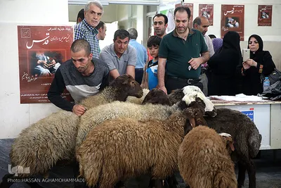 عید قربان در آسایشگاه سالمندان و معلولین  قدس