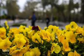 شکوفه های بهاری