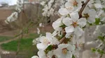 شکوفه های بهاری در اهر