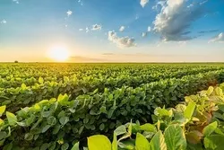 কৃষিকাজে ইসলামের বিশেষ গুরুত্বারোপ