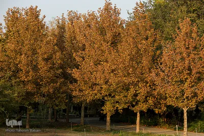پاییز تهران
