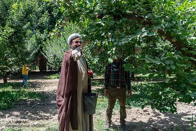 جشن شکرانه برداشت میوه البرز