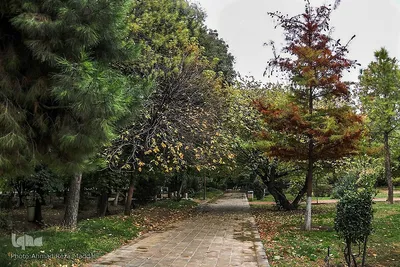 جلوه گری پاییز در باغ ارم شیراز