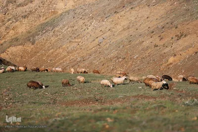 بقعه امامزاده پیرداوود‎