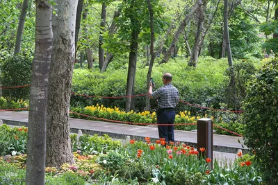 خودنمایی لاله های رنگی در دل معماری سنتی
