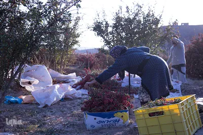 برداشت زرشک در خراسان‌جنوبی