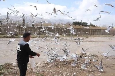 مرغان کاکایی‌؛ مهمانان زمستانی شیراز