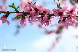 شکوفه های بهاری