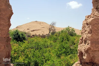 سرمازدگی بخشی از درختان میوه در باغ شهر شاهدیه یزد
