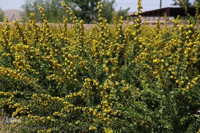 دانه‌های طلایی زرشک در کویر خراسان‌‌جنوبی