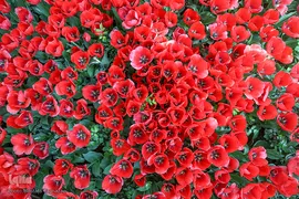 رویش در باغ ایرانی