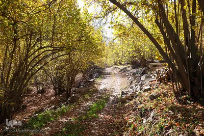 طبیعت پاییزی طارم