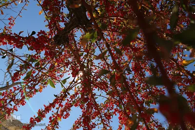 برداشت زرشک در خراسان‌جنوبی
