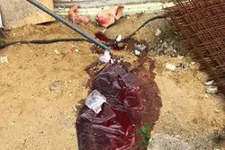 Schweinekopf und Blutbeutel vor Moschee platziert