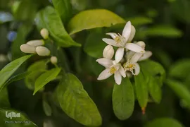 بهار در بهشت