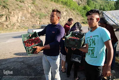 فصل برداشت گیلاس خوش طعم روستای افیل شهرستان اهر