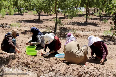 برداشت عناب در خراسان جنوبی