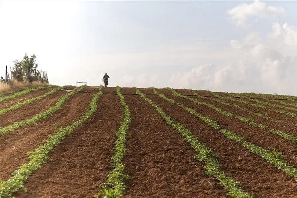 İsrail, Gazze'de tarım arazilerine zarar vermeye devam ediyor