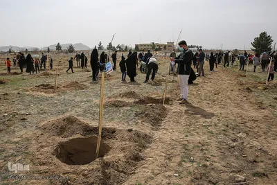 پویش سراسری درختکاری - مشهد
