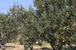 برداشت سیب از باغات میوه شهرستان اهر