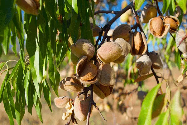 چرا از نهال گردو و نهال بادام به عنوان بهترین نهال‌ها یاد می‌شود؟