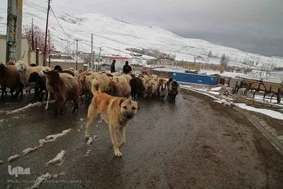 بارش برف پاییزی در ارتفاعات و مناطق روستایی اهر
