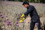 برداشت گیاه دارویی خارپنیری در استهبان فارس
