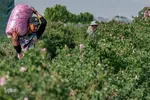 برداشت گل محمدی در ساوجبلاغ
