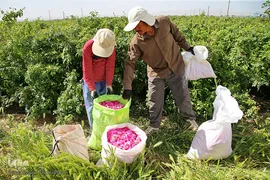 برداشت گل محمدی از مزارع موقوفه آستان مقدس حضرت معصومه(س)