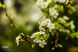 شکوفه های بهاری
