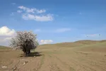 ریشه در خاک، سمبل مقاومت و ایستادگی