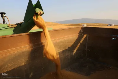 برداشت محصول گندم از مزارع شهرستان اهر
