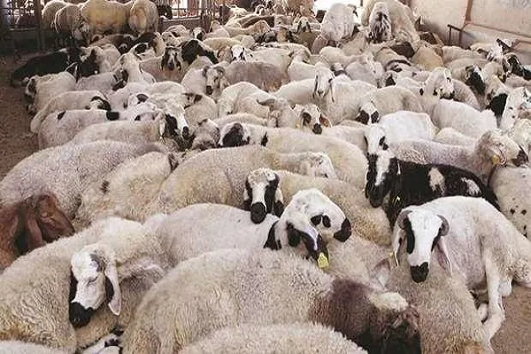 طرح دولت قطر برای تثبیت قیمت گوسفند قربانی