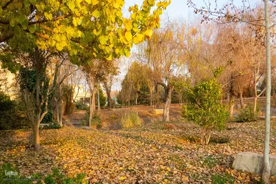 آخرین روز‌های پاییز در دانشگاه اصفهان