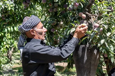 جشن شکرانه برداشت میوه البرز
