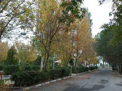 خودنمایی فصل خزان در اولین روزهای فصل پاییز