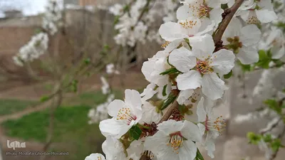 شکوفه های بهاری در اهر