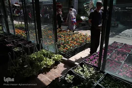 بازار گل شهید محلاتی در روز ملی گل