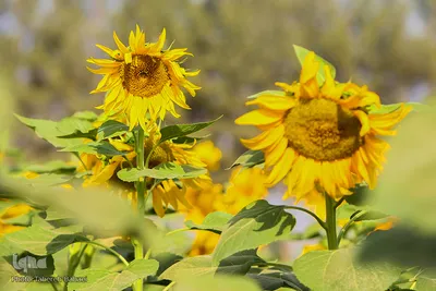 مزرعه گل های آفتابگردان
