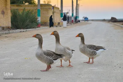 اینجا ونیز ایران؛ زیبا ولی محروم