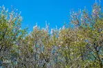 شکوفه‌های زردآلو در روستای منصوریه بهبهان