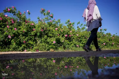 جشنواره گل محمدی در میمند فارس