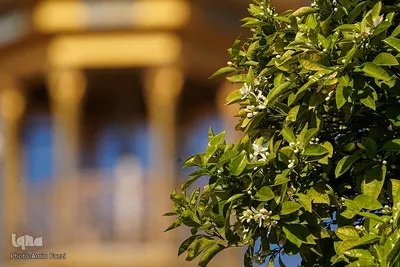 عطر بهار نارنج در شاهچراغ(ع)