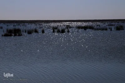 تالاب شادگان