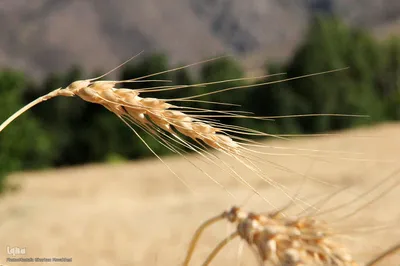 برداشت خوشه های طلایی - شهرستان اهر
