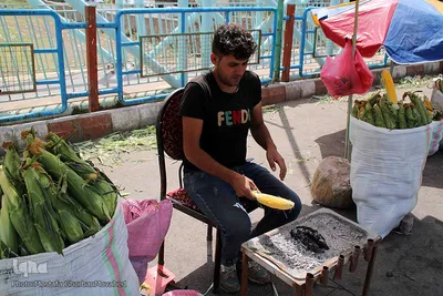 برداشت شیر بلال(ذرت) محصول بومی شهر اهر